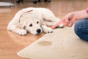 Hund uriniert in Wohnung