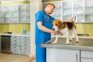 Tierarzt diagnosiert Inkontinenz
