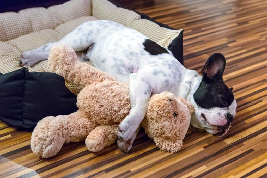 franzoesische Bulldogge in ihrem Hundebett