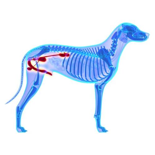 ᐅ Inkontinenz (Blasenschwäche) beim Hund › Inkontinenz beim Hund