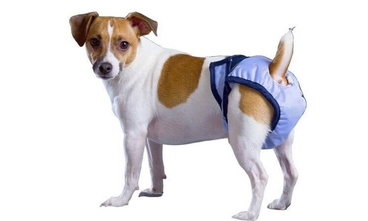 Hund mit Stoffwindeln