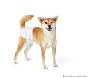 Hund mit Wegwerfwindel