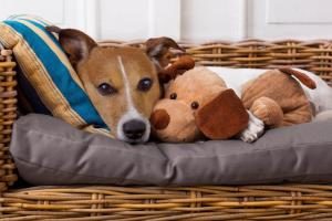 Inkontinenter Hund in seinem Hundebett