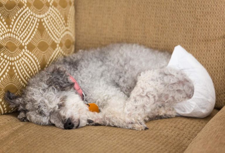 ᐅ Wegwerfwindeln für Hunde › Inkontinenz beim Hund
