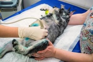 Hund mit Ultraschall