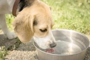 Hund trinken