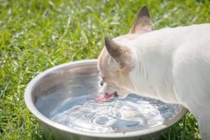 Hund trinkt Wasser