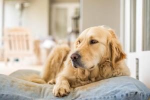 inkontinenter Hund pinkelt in seinem Hundebett