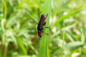 Cantharis