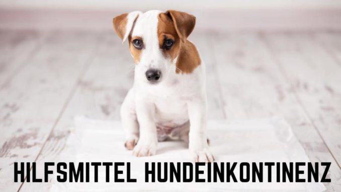 ᐅ Urinentferner bei Inkontinenz deines Hundes › Inkontinenz beim Hund