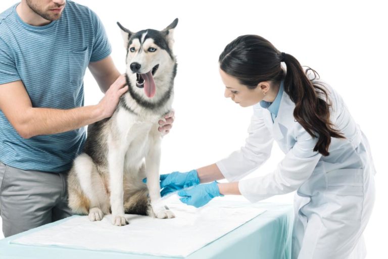 ᐅ Inkontinenz beim Hund Ratgeber › Inkontinenz beim Hund