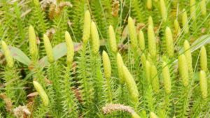 Lycopodium clavatum