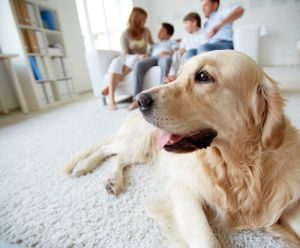 Hund im Wohnzimmer