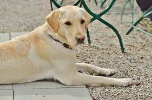 Hund liegt auf kaltem Boden