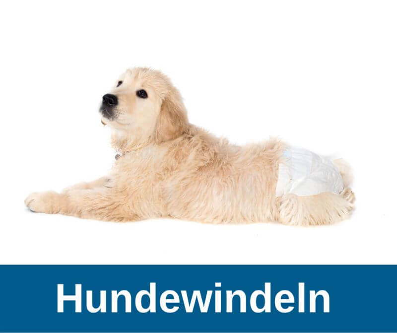 Hund mit Hundewindel