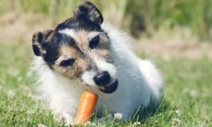 Hund mit Karotte
