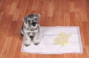 Hund pinkelt in Wohnung