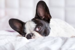 französische Bulldogge