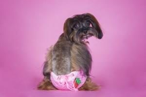 Hund mit rosa Windel