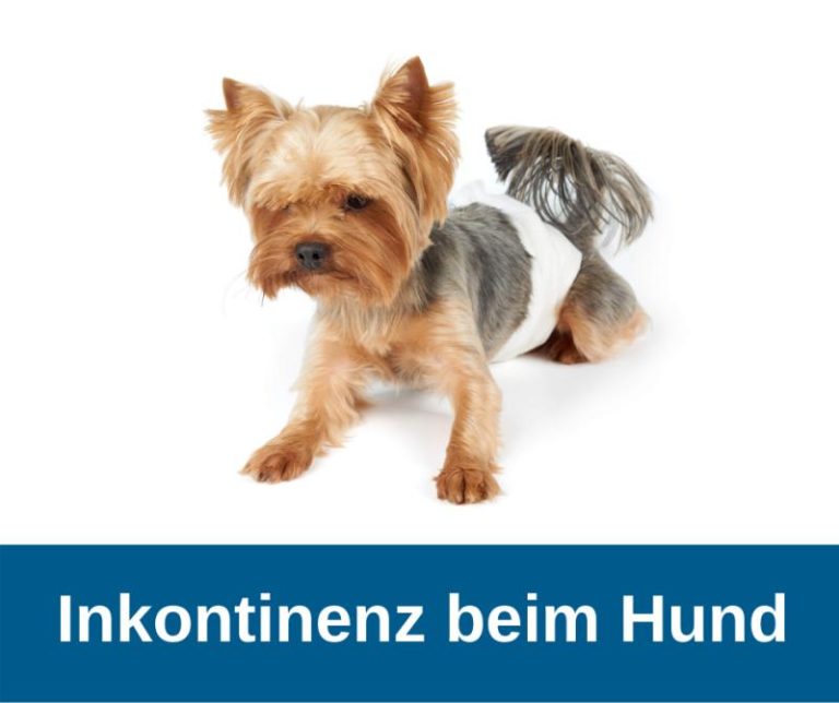 Inkontinenz beim Hund