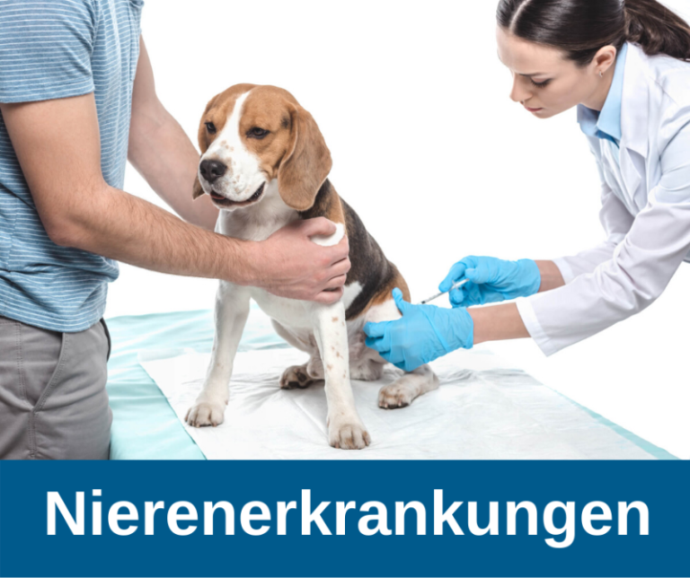 Nierenerkrankungen beim Hund