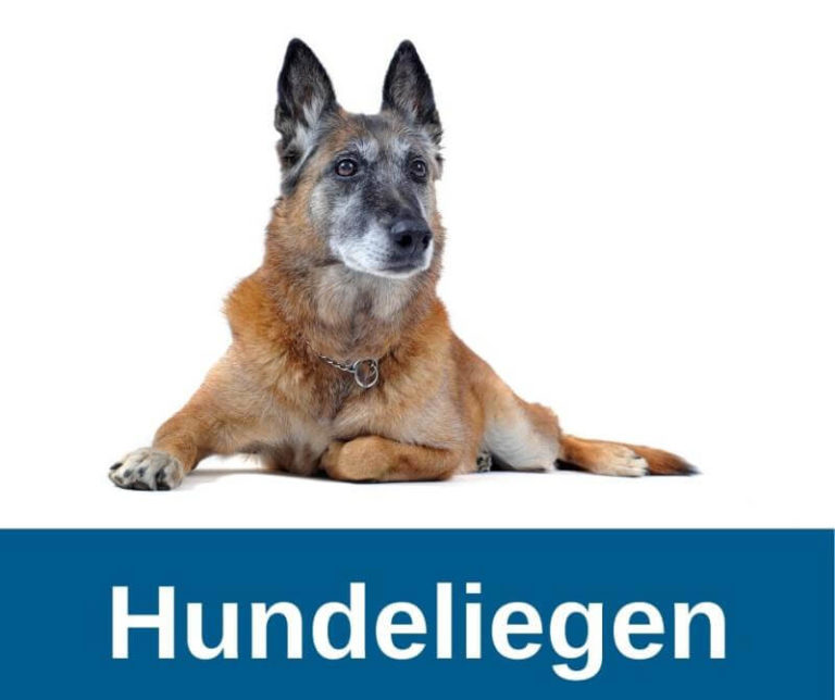 Hundeliegen