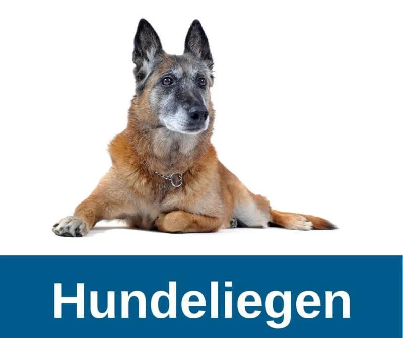 Hundeliegen